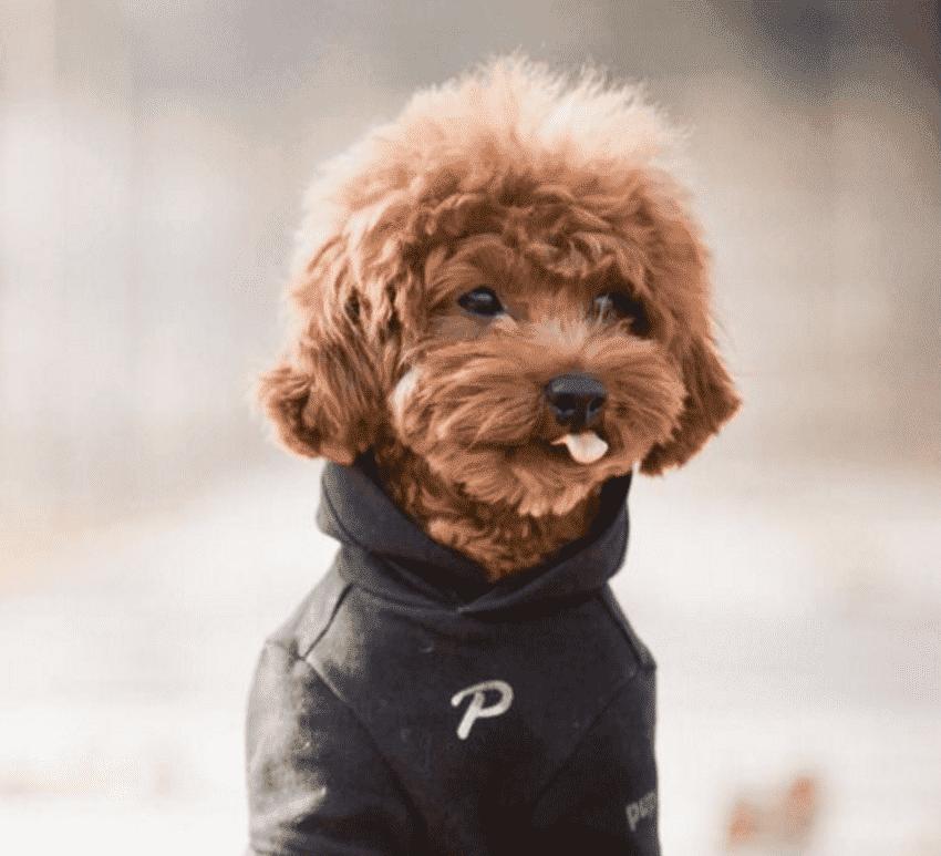 狗狗脚趾炎用什么药,狗狗脚趾炎擦什么药