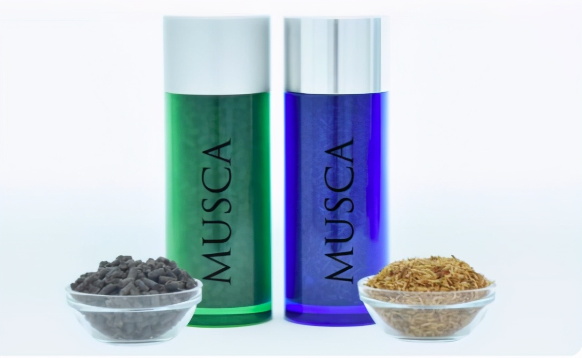 如果苍蝇和蚊子都灭绝了会发生啥,苍蝇消失会对地球有什么后果