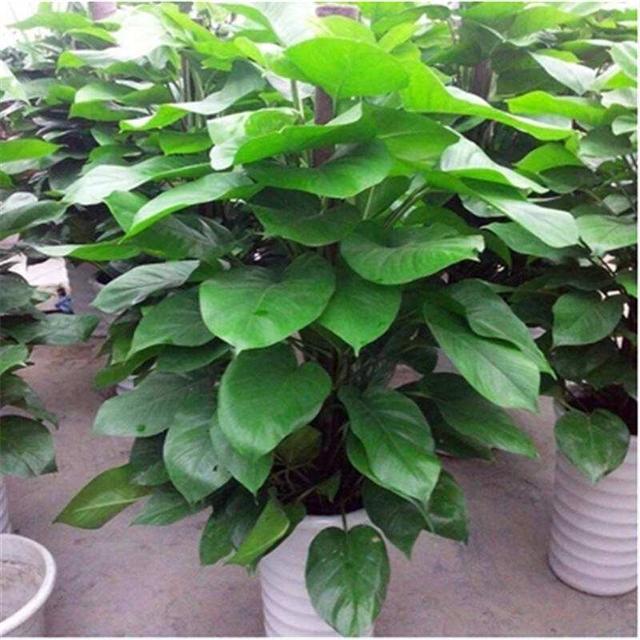 大叶绿萝如何让下部出新叶,大叶绿萝柱下部没叶子了怎么办