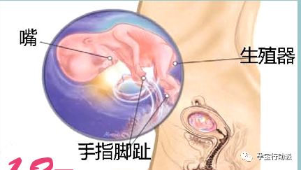 孕期周刊，第十二周