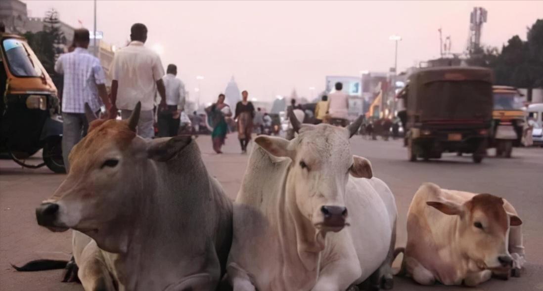 “印度牛人”帕萨纳：44岁富豪抛妻弃子，只为把心爱的母牛娶回家