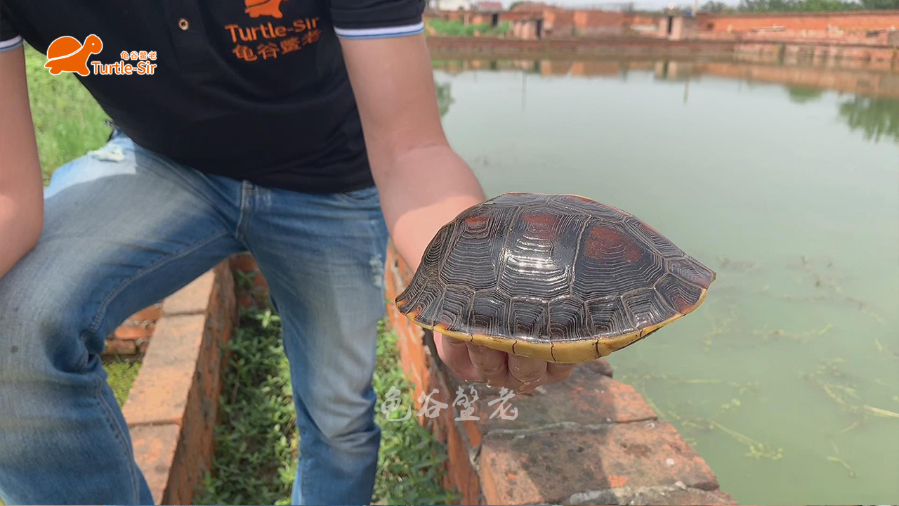 黄缘龟壳越养越淡,黄缘龟裙边甲颜色淡