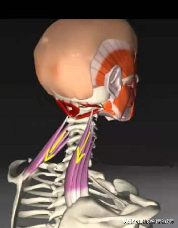 肩膀后部疼痛什么原因,肩胛骨和肩膀关节疼痛什么原因