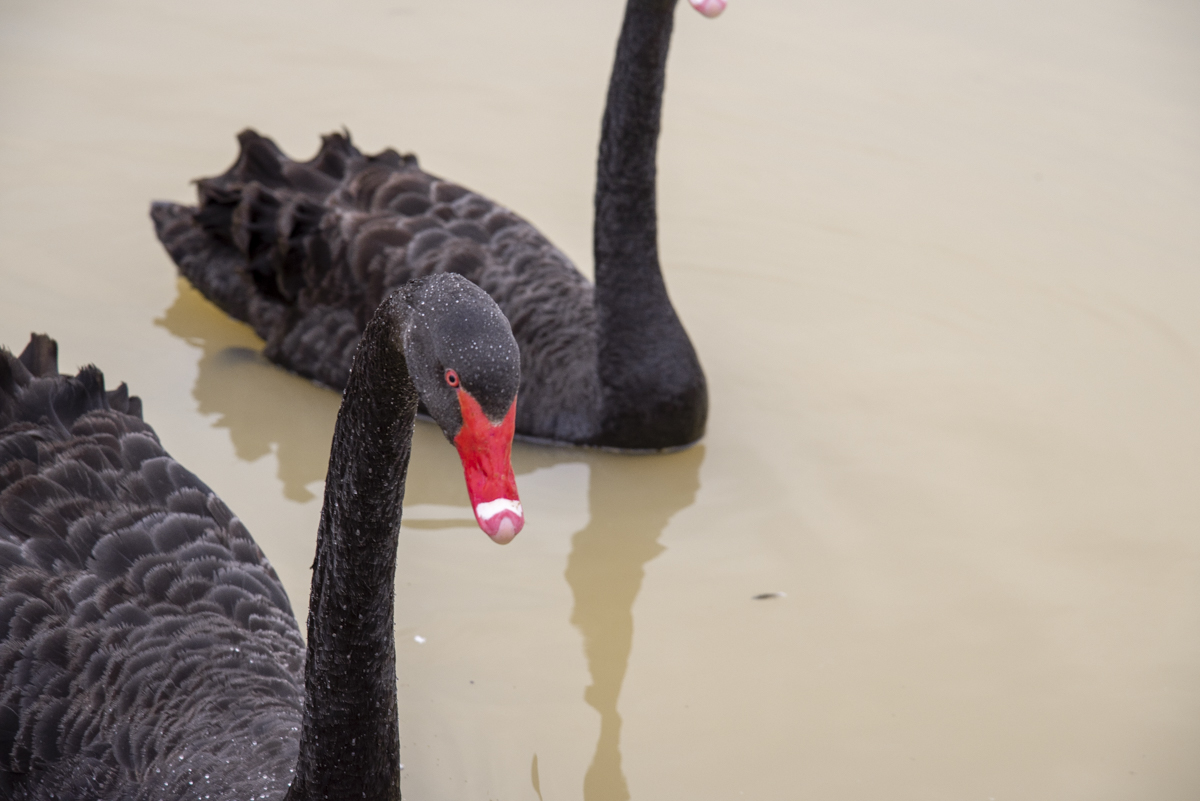 洋湖国家湿地公园,洋沙湖国家湿地公园马鞭草
