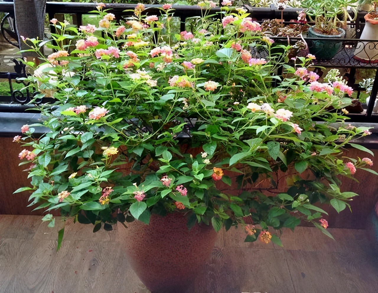 这些花“好看又好养”，不怕高温不怕晒，适合新手夏天养