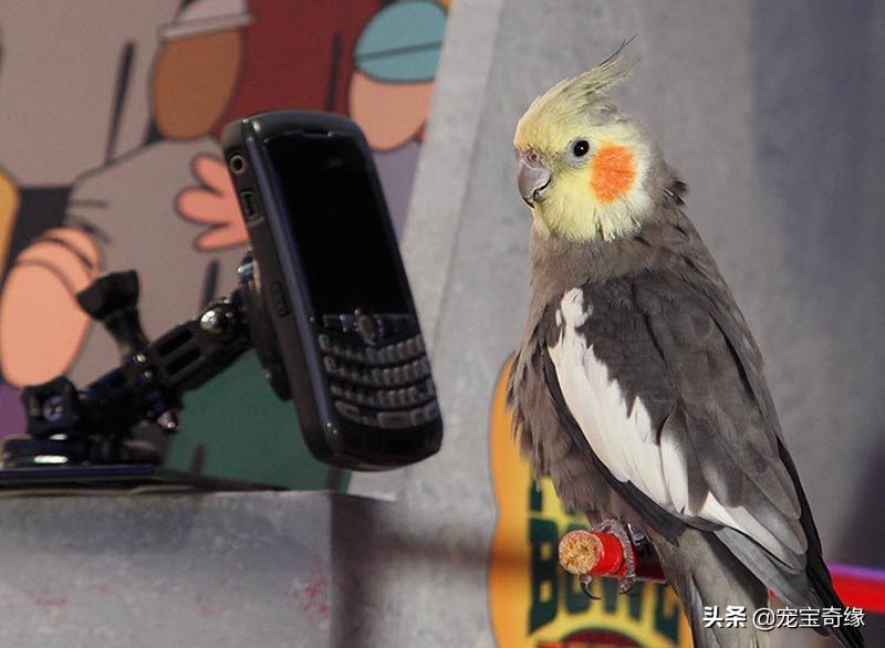 国外狗狗敏捷比赛,狗狗敏捷大赛罗威纳