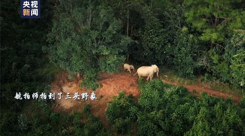 遇到野象攻击,遇到野象为什么要下车