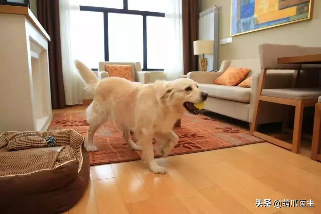 上海可带宠物入住的酒店推荐,怎么选宠物友好酒店房间