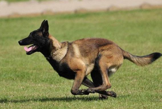 马犬为什么不怕人吓它,什么马犬最可怕