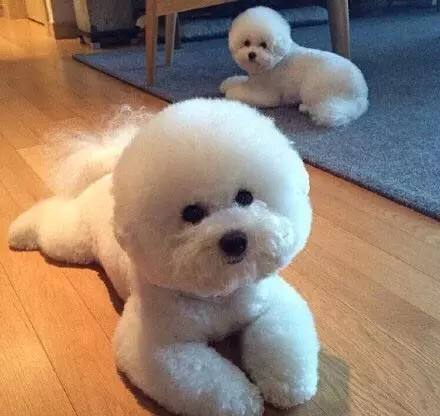 治疗狗狗真菌皮肤病中药配方,狗狗真菌皮肤病用洁尔阴怎么治