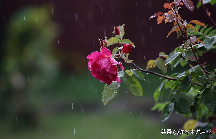 月季春季浇水注意事项图片,养月季注意1点没有黄叶枝繁叶茂