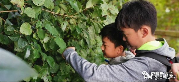 奥克兰小学生游学,奥克兰两日游旅游攻略