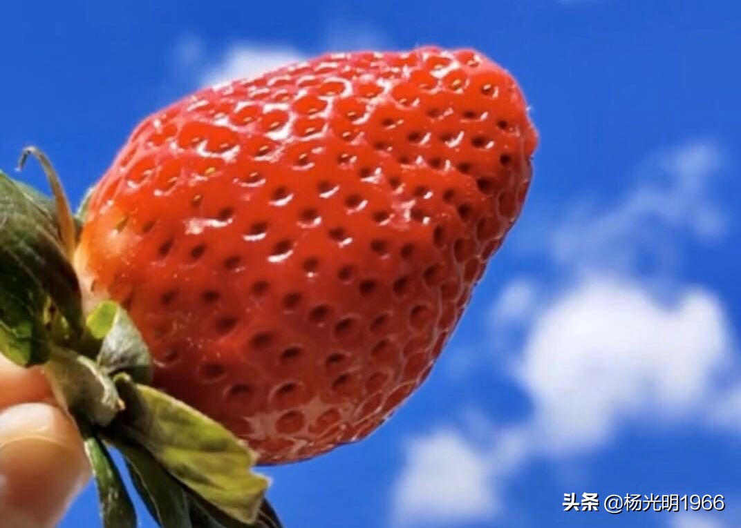 鍑噷鏀惰垂绔欏崠鑽夎帗 (鍑噷闄勮繎鐧借壊鑽夎帗)