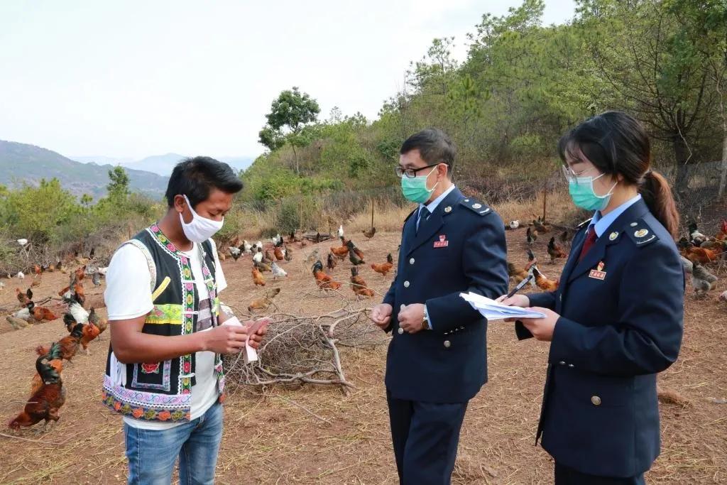 巍山干部出力，帮贫困户滞销农产品找销路