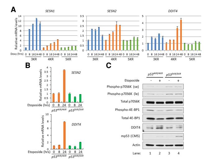 顾伟实验室解析p53抑癌功能的终极*器武**——铁死亡和mTOR
