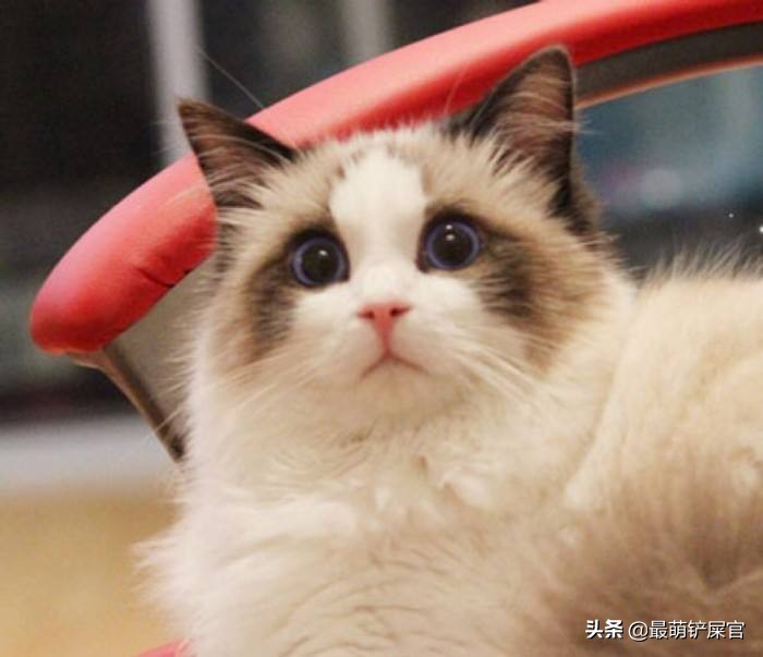 怎么挑选一只仙女布偶猫,布偶猫的神仙颜值名字