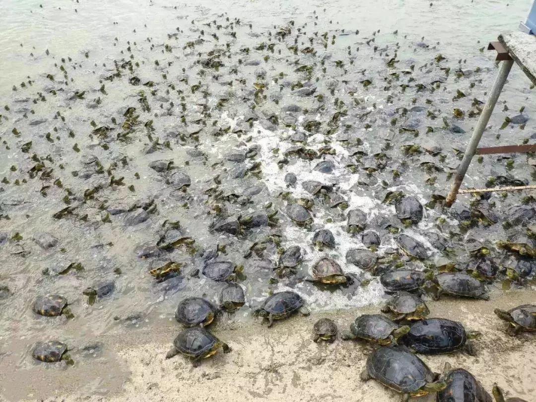 顺德龟苓膏正宗店铺,台山老字号龟苓膏