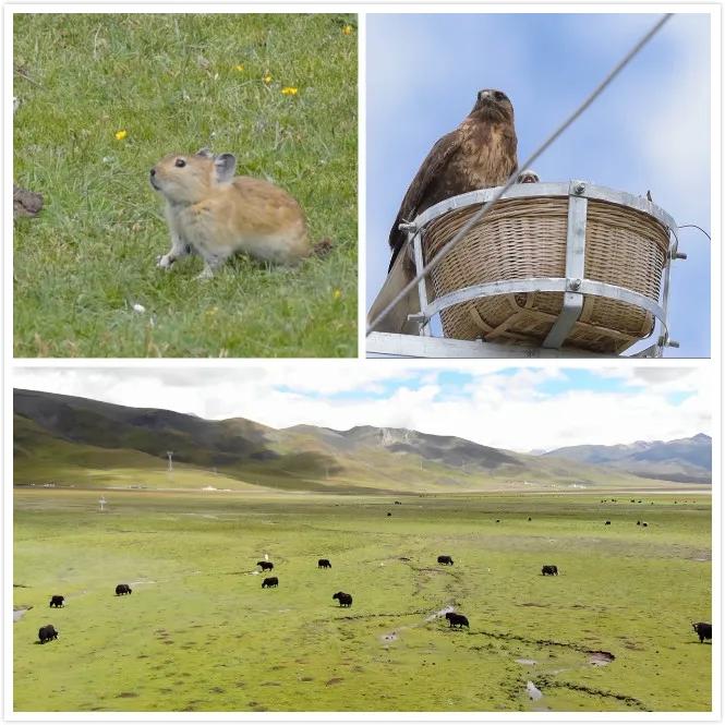 生物多样性保护的有关行动计划,保护生物多样性刻不容缓