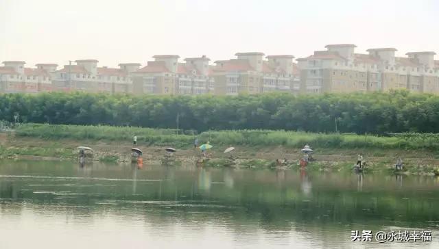 永城苗桥镇，以产业发展实绩体现主题教育实效