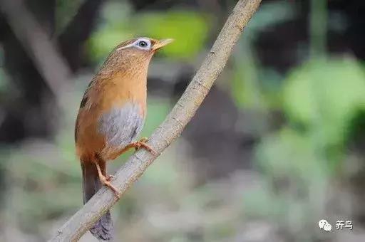 画眉鸟的饲养有何技巧,饲养画眉鸟违法吗
