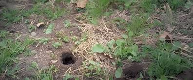 豆瓣9.3分这对夫妻打造1200亩生态农场，“堪称美版「李子柒」”