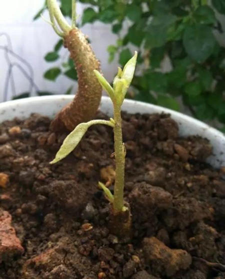 榴莲是水果之王吗,榴莲核子怎样种才能种成一棵树