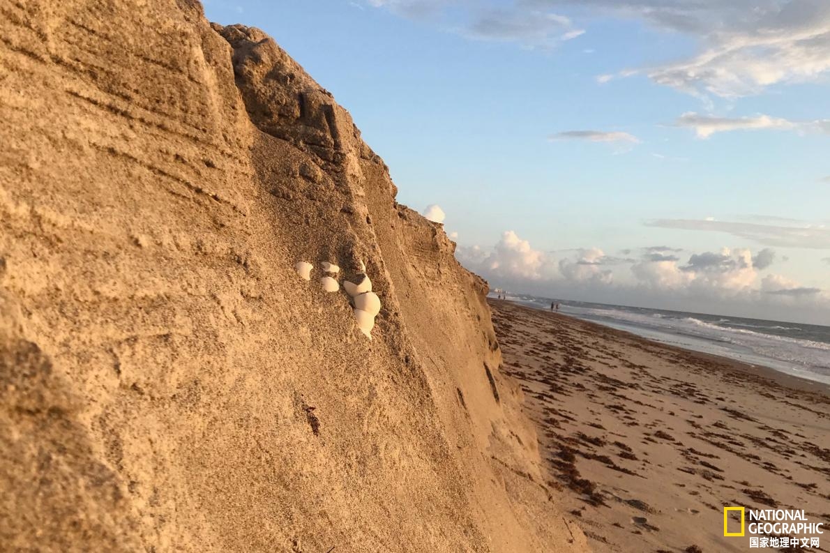 新冠肺炎疫情澳洲,海龟疫情最新