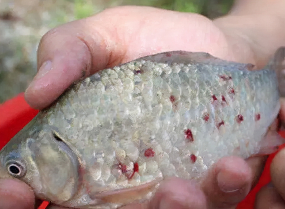 鱼身上有红斑用什么药治理,鱼身上有红斑怎么解决