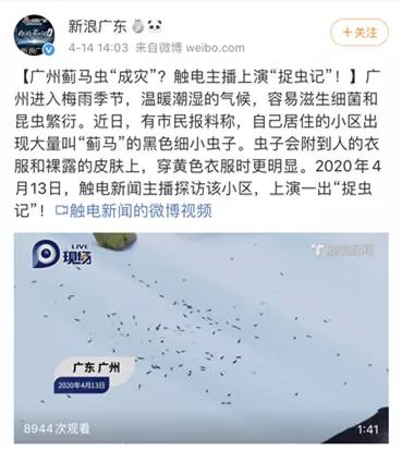 咬人很痒的小黑虫有哪些,小黑虫子咬了奇痒无比是什么虫