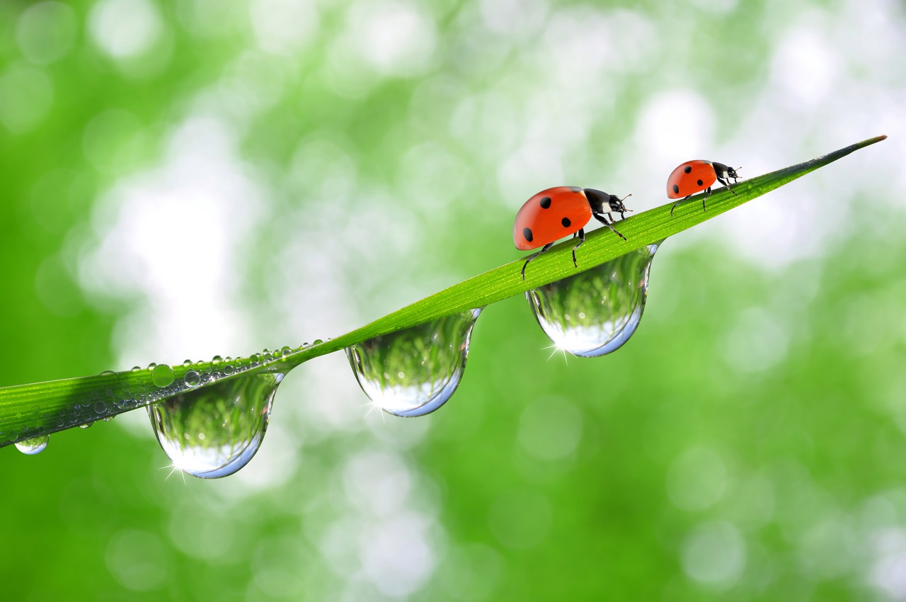 《力量的进化》:动物的竭尽全力只为吟唱生命之歌