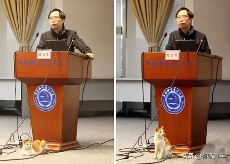 北大猫咪图鉴,中国人民大学猫咪图鉴