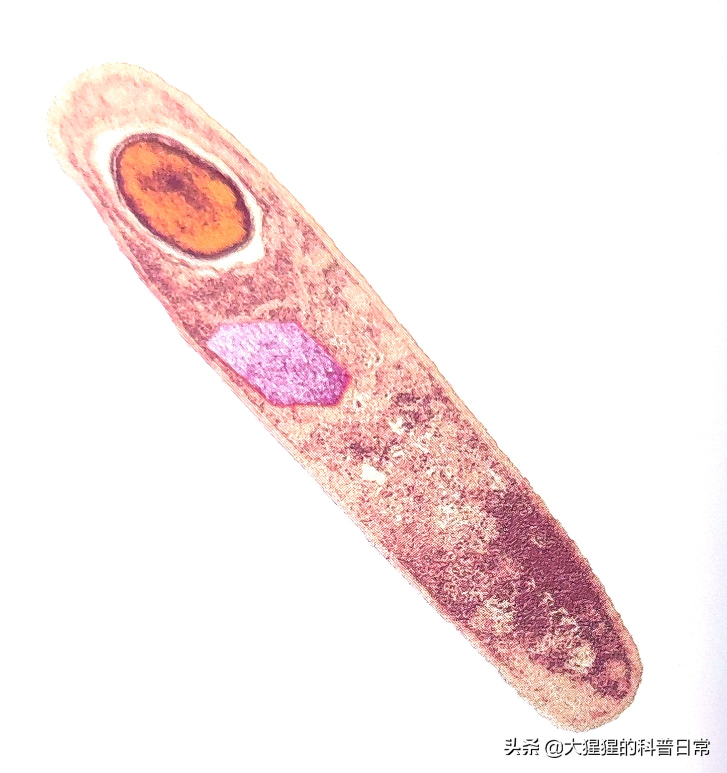 微生物原核生物,微生物照片原核生物