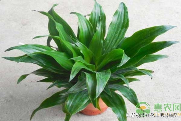 巴西铁树苗水培方法和注意事项,巴西螺纹铁树怎么养