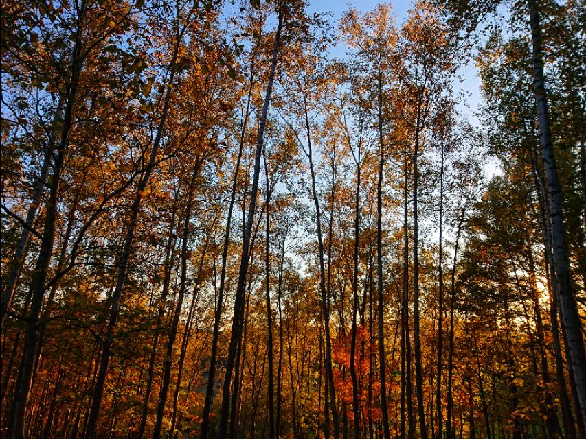 北海道登别到美瑛町需多久,日本北海道美瑛川的雪景