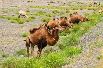 希世甄驼是真的吗,国货之光国际品牌