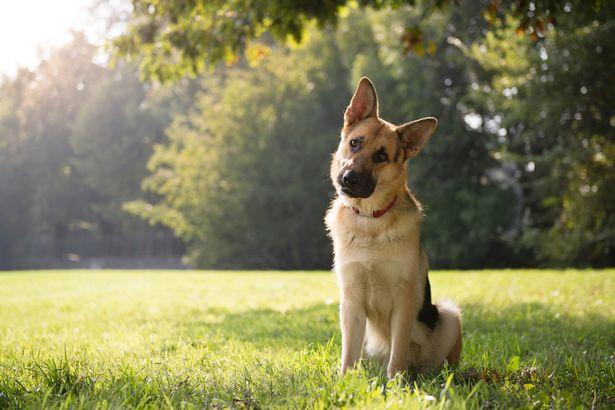 宠物狗施妙计夺回玩具球,男主人亲眼目睹:意外聪明