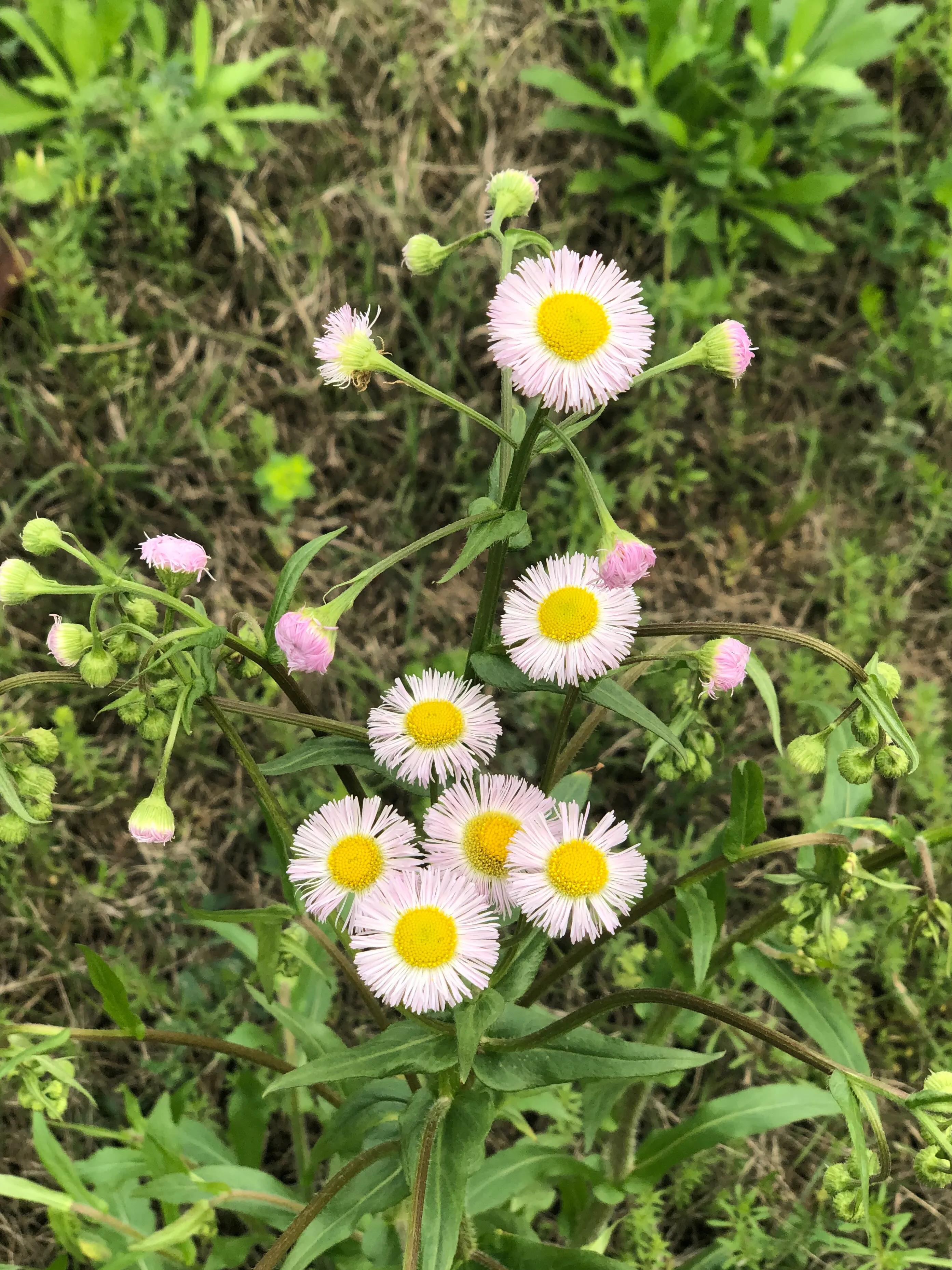 什么软件可以把照片生成手绘,怎么用软件把照片变成画