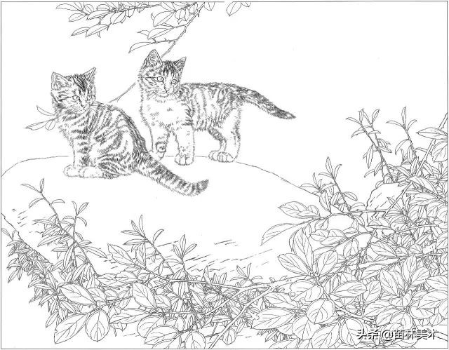 国画工笔猫白描,邢诚爱工笔画猫白描底稿