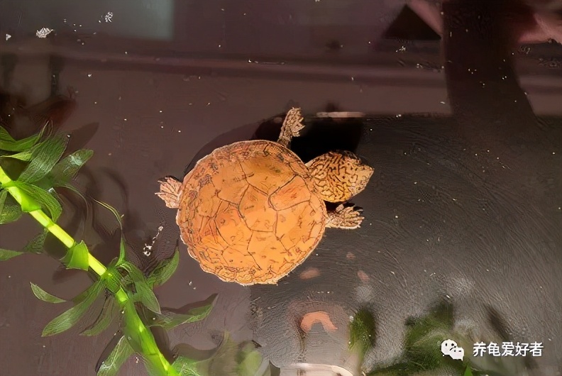 腐皮的乌龟怎么过冬,广东乌龟过冬腐皮