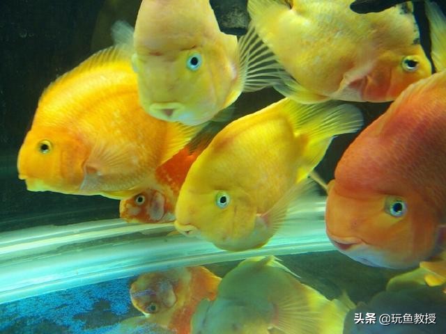 鹦鹉鱼吃食为什么那么慢,鹦鹉鱼厌食