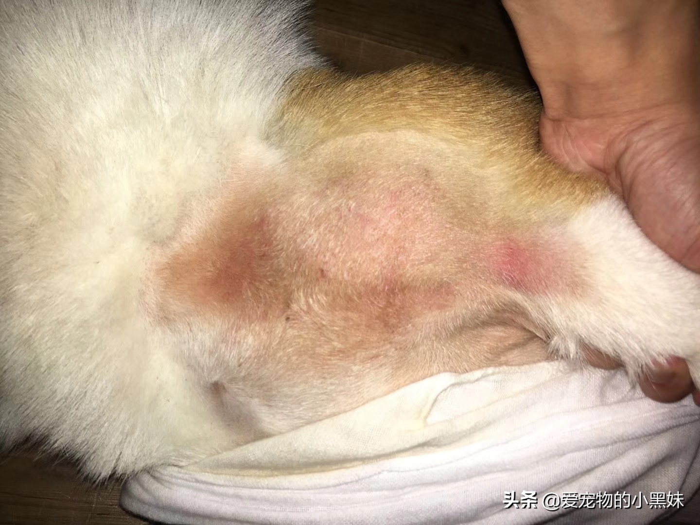 什么是无菌性脂膜炎,如何治疗犬无菌性脂膜炎,一篇文章告诉你