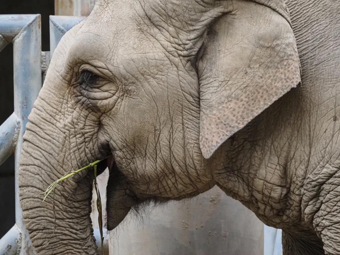 奥林巴斯150-400f4.5开箱,奥林巴斯100-600