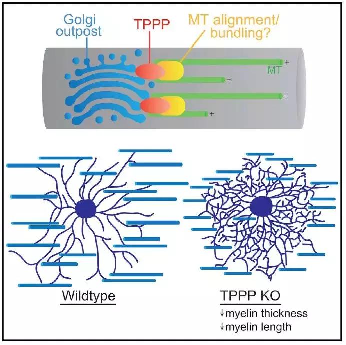 脑科学对于精神病的最新研究,脑科学与精神类疾病