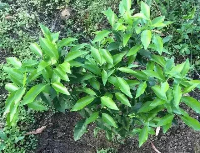 柑橘果树的管理技术,柑橘幼树管理最佳方法