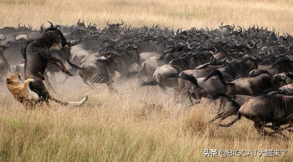 山西野生豹子咬死羊,牛犊被一大型野生动物咬死后续