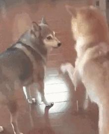 欧洲杯女人看球,欧洲杯女人看球比赛视频