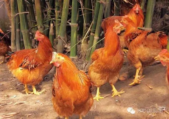 怎么样才能知道土鸡是什么样的,如何知道土鸡缺少什么营养