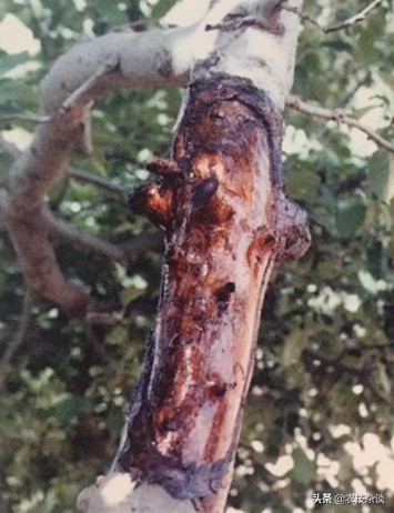 苹果干腐病怎样治疗,苹果干腐病怎么治疗