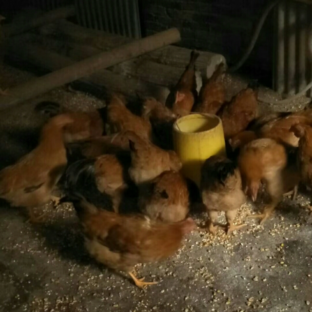 于都县金盆镇樟木坑,于都禾丰樟木坑