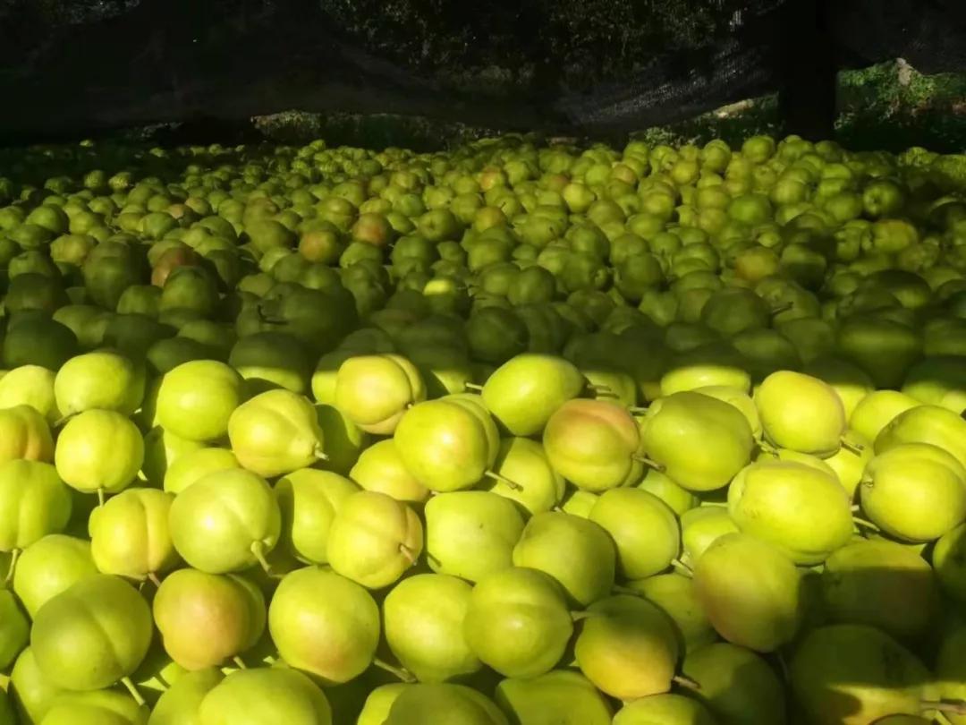 40万斤梨滞销果农急盼援手,河北赵县60万斤滞销梨急寻销路